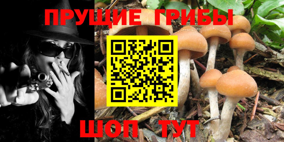 Отрадное  Галлюциногенные грибы Psilocybe  Вход с VPN  Галлюциногенные грибы GOLDEN TEACHER 